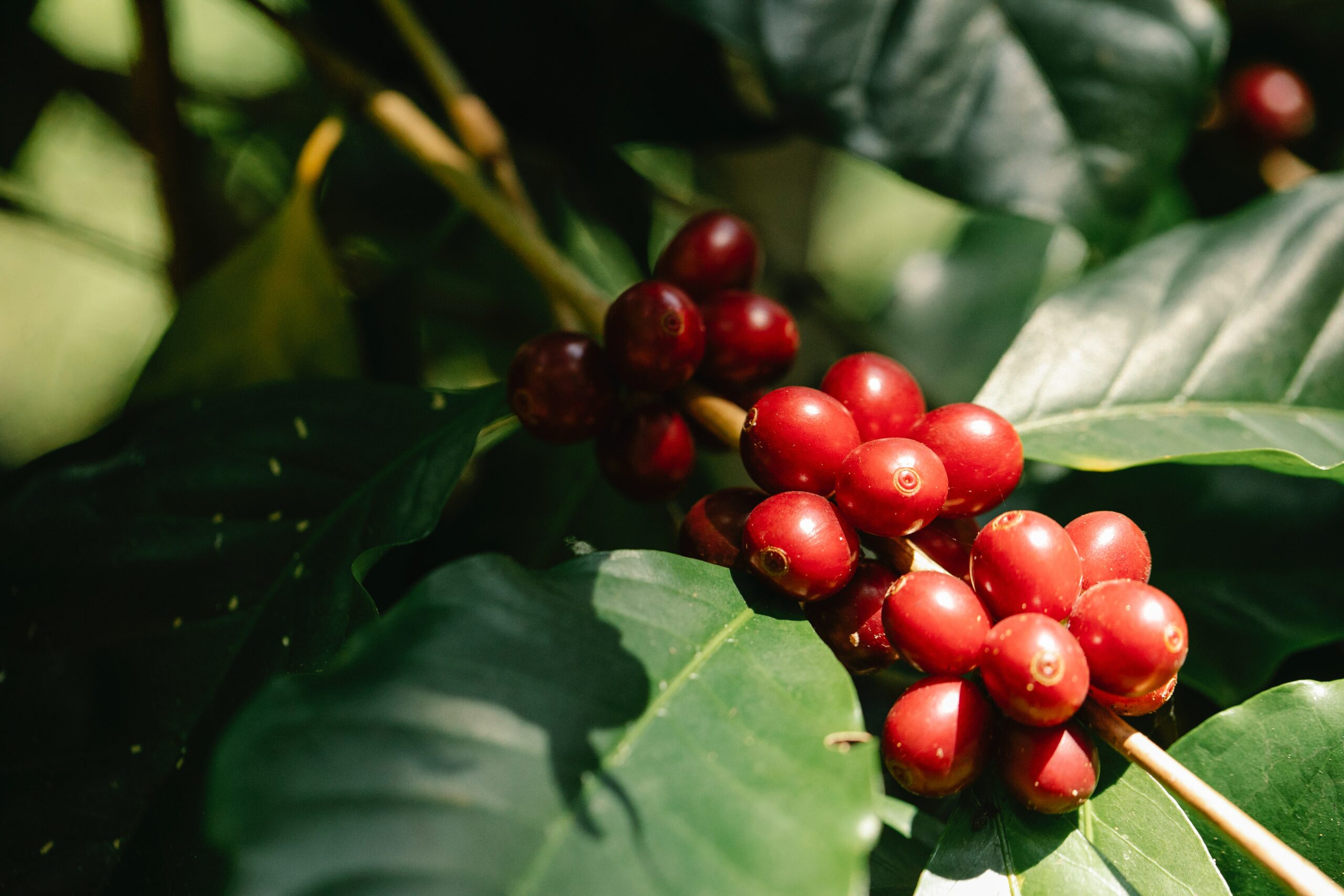 Wissenswertes über Kaffee Ernte
